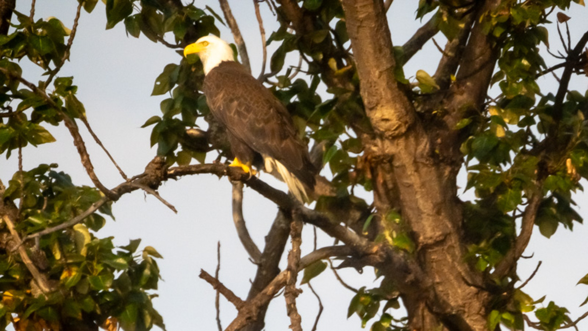 Alki bald eagle siting