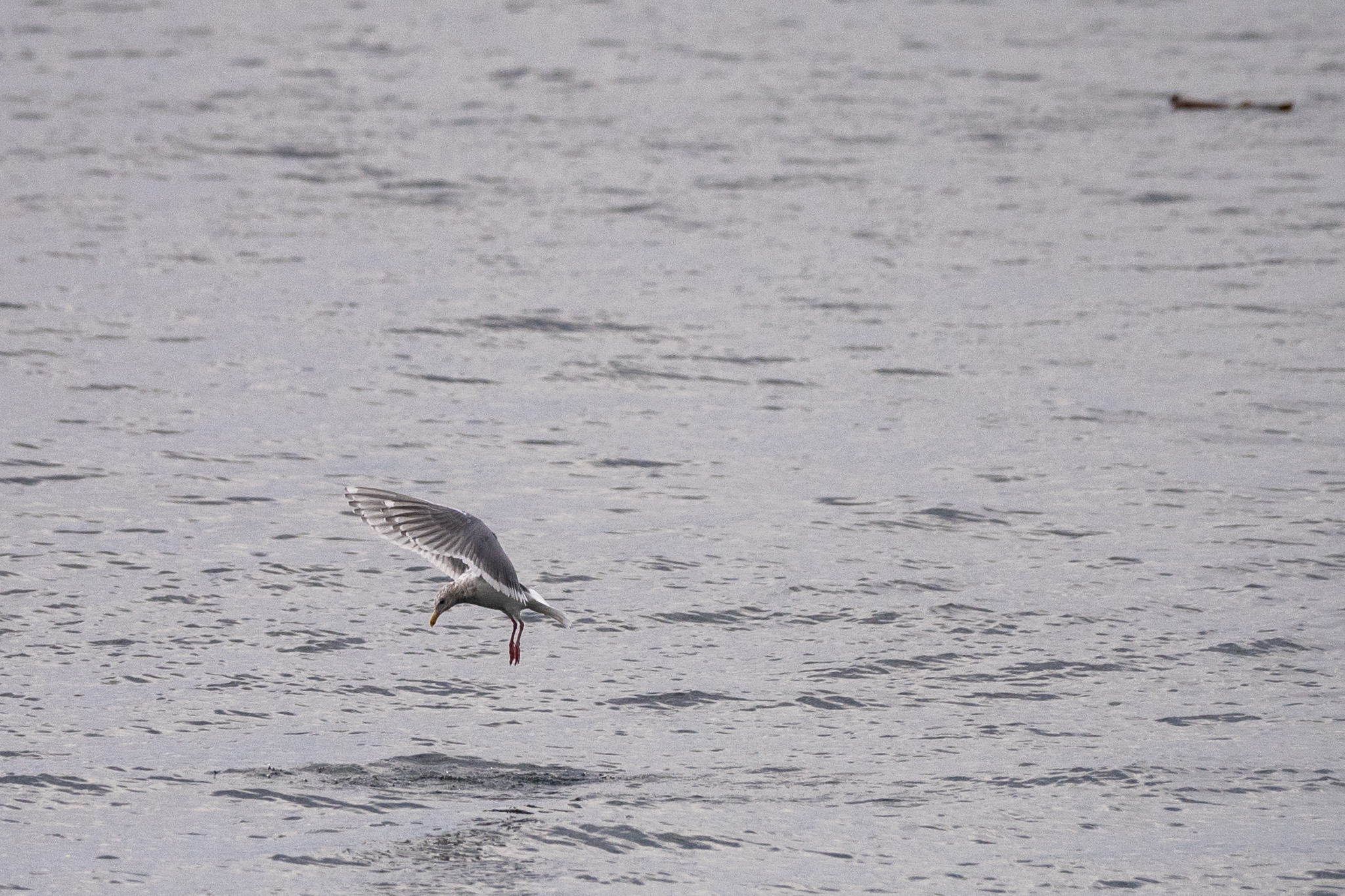A gull landing on the water