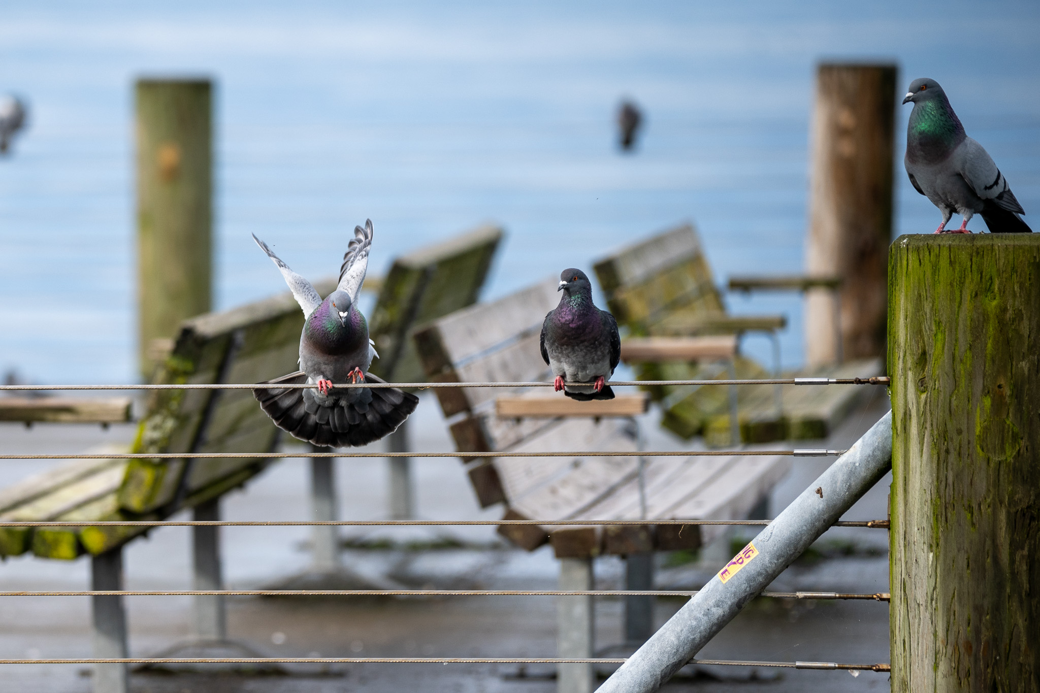 Not sure why these guys caught my eye